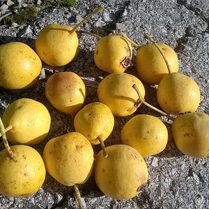 Könnte beinhalten: Eine Ansammlung reifer, gelber Birnen mit Stielen, die auf einer strukturierten, grauen Oberfläche verstreut sind. Die Birnen haben ein leicht gesprenkeltes Aussehen und werden von Sonnenlicht beleuchtet, wodurch Schatten entstehen.