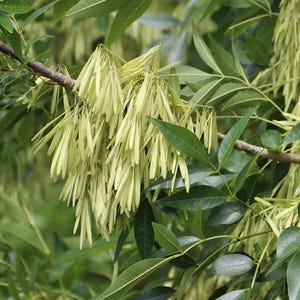 Puede incluir: Primer plano de una rama de árbol con hojas verdes y racimos de vainas de semillas de color amarillo pálido. Las hojas son de un verde intenso y las vainas cuelgan en hebras largas y delicadas. El fondo es un suave desenfoque verde.