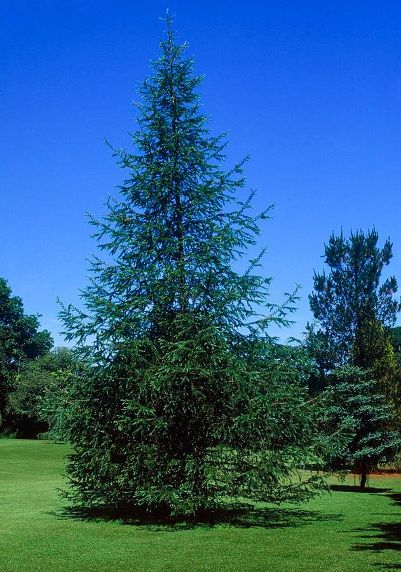 Лиственница тонкочешуйчатая Larix kaempferi