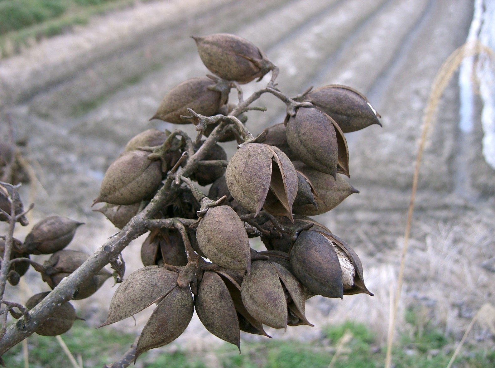 500+ Paulownia Tomentosa Seeds. Paulownien, Kejsertræ, Paulovnia ...