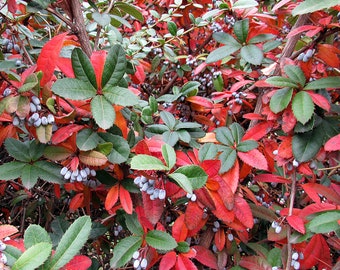 50 Semillas de agracejo de gaulteria (Berberis julianae) L'épine-vinette de Juliana, Julianes Berberitze, Yuliana zirinci, Julianes berberis, 豪猪刺