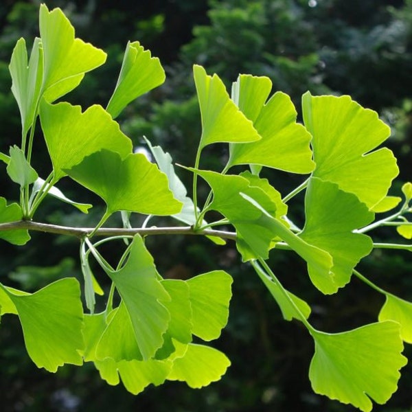 50 graines de Ginkgo biloba. 50 graines fraîches et viables Ginkgo/arbre aux quarante écus, notenboom japonais, arbre aux quarante écus, nogal del japón