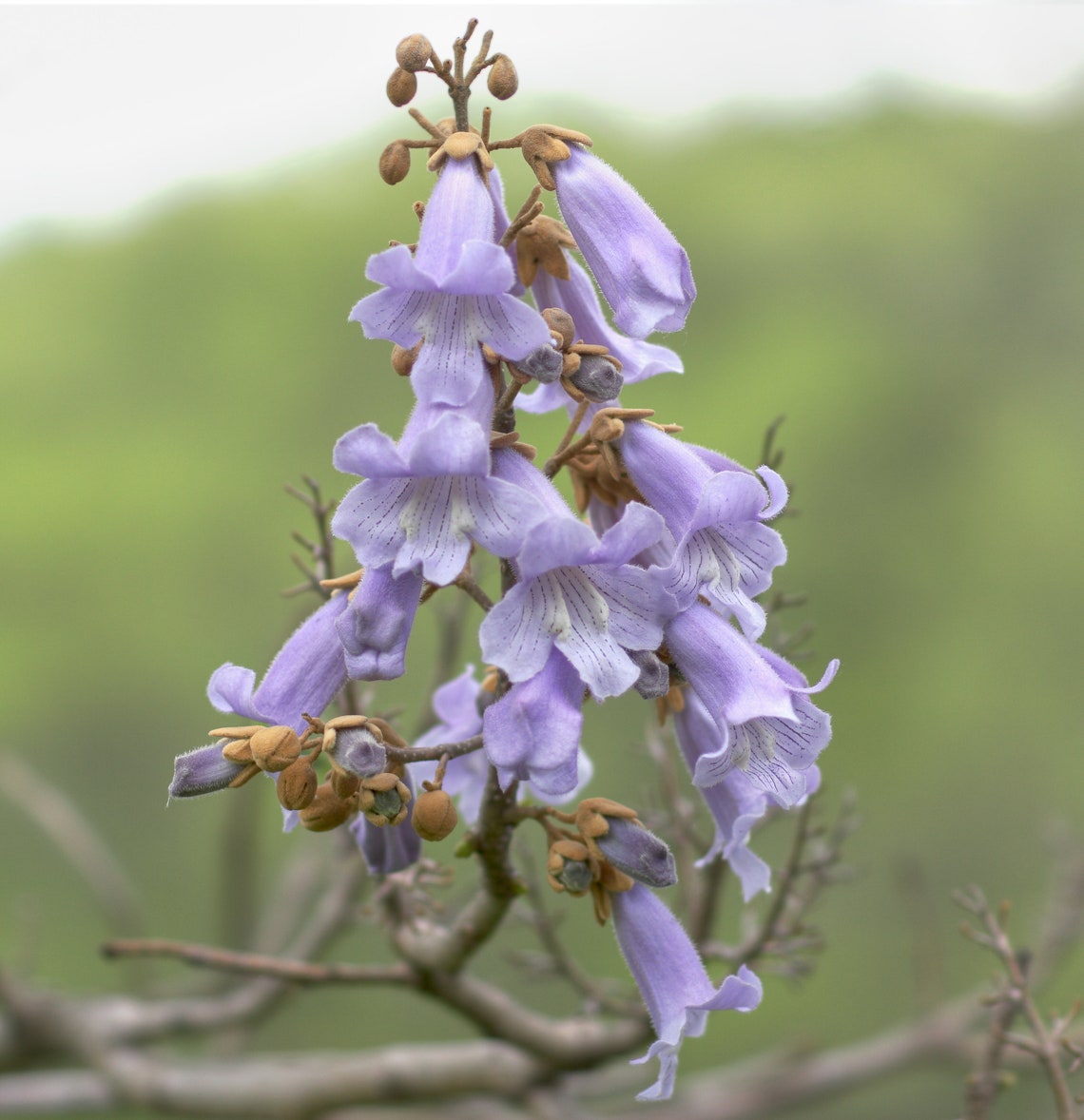 500+ Paulownia Tomentosa Seeds. Paulownien, Kejsertræ, Paulovnia ...