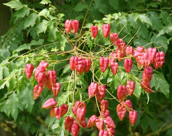 Puede incluir: Primer plano de una rama de árbol con numerosas vainas de semillas rojas en forma de corazón que cuelgan de ella. Las vainas están agrupadas y tienen una superficie ligeramente texturizada.