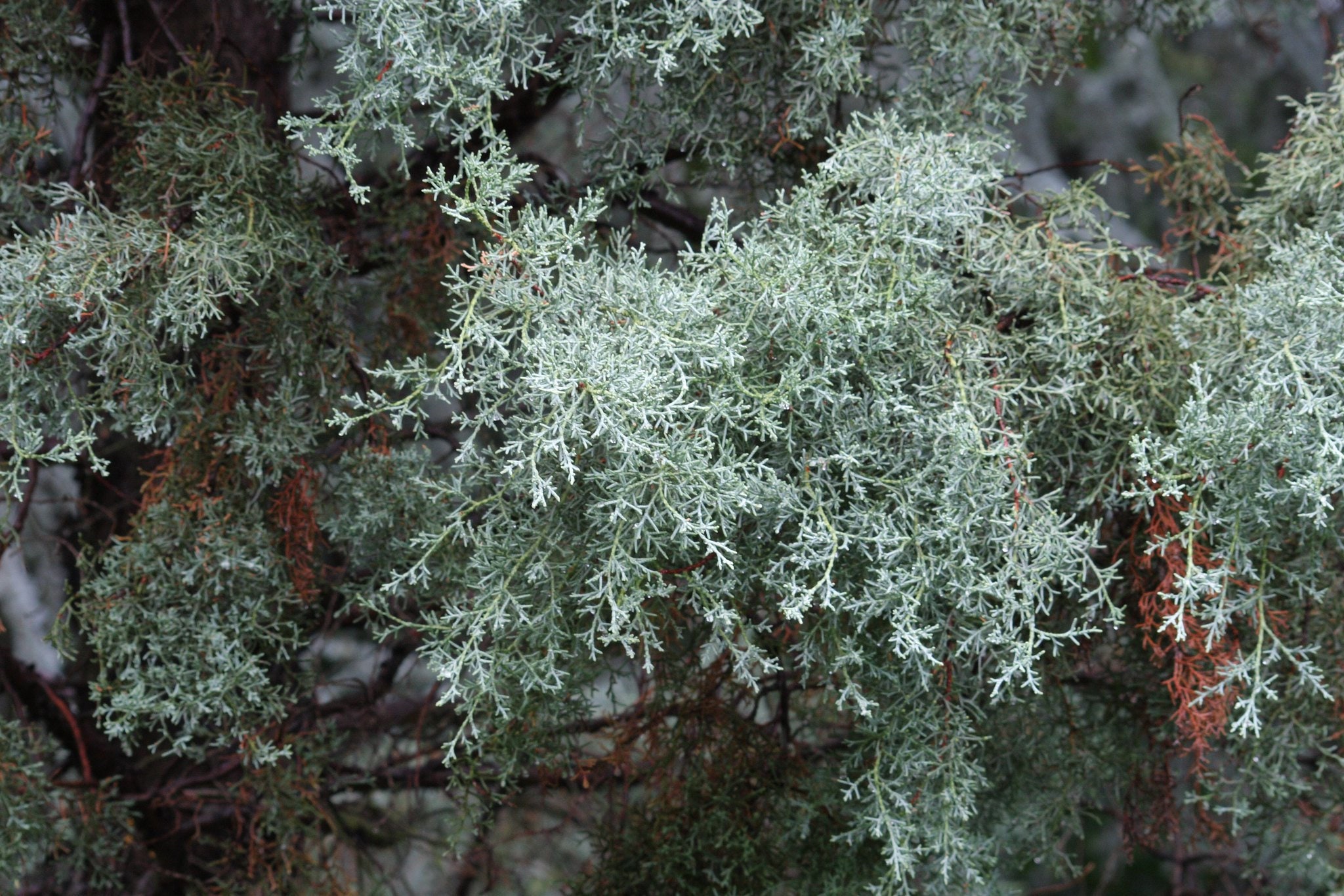 Buy 500 Arizona Cypress Seeds. 500 Fresh Viable Seeds Cupressus