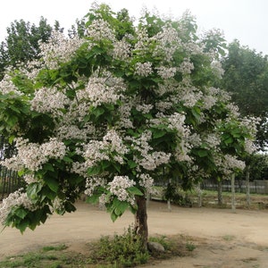 fargesia rufa bambus Fargesia 'Rufa'