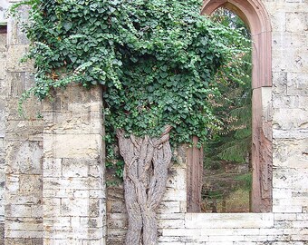 10 Englische Efeu Stecklinge (Hedera helix) Klimop, Lierre grimpant,  Gemeiner Efeu, Hiedra comn, Geben lipik, Brljan, Vedbend, Murgrna,  efy - Etsy sterreich