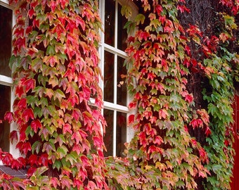 50 Boston Ivy seeds, Parthenocissus tricuspidata, Japanese creeper, Vigne-vierge, Oosterse wingerd, Dreispitzige Jungfernrebe, parra virgen