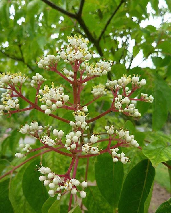 Pianta Di Evodia Tetradium Daniellii (albero Del Miele - Foto 5