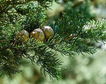 500 nasion cyprysika włoskiego. 500 świeżych nasion Cupressus sempervirens. Duże opakowanie nasion cyprysika śródziemnomorskiego / cyprysika toskańskiego.
