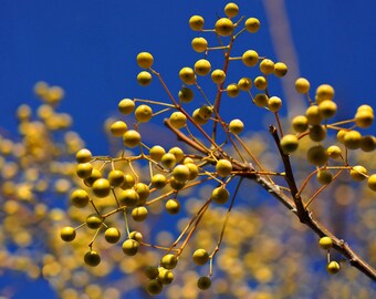 Semi Di L'albero Dei Rosari O Albero Dei Paternostri (Melia - Foto 2