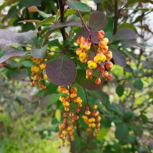 50 Berberis vulgaris seeds. Épine-vinette, Zuurbes, Berberitzen, Ruostehappomarja, Raugerškiai, Bārbele, žutika, Dracilă, Berberys, セイヨウメギ image 7