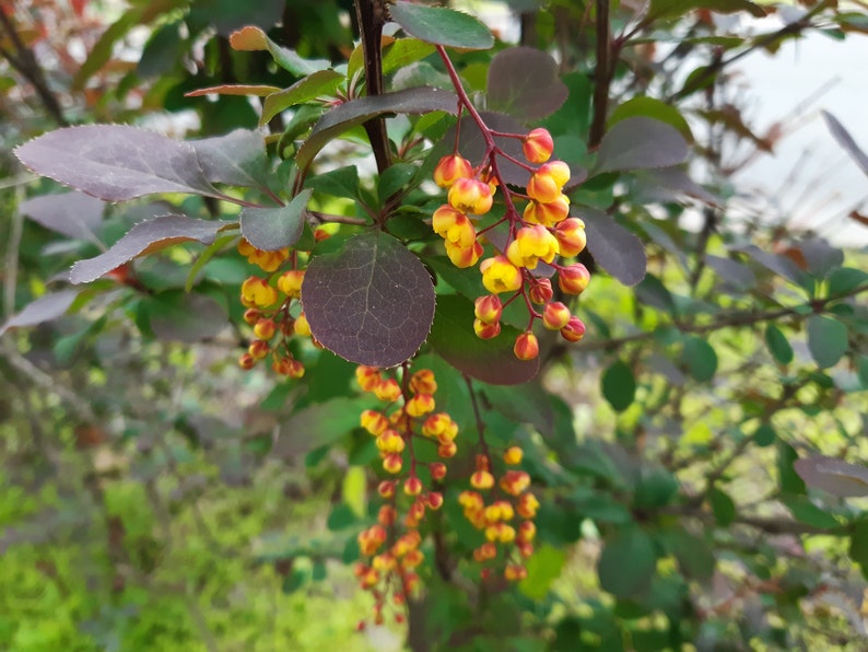 50 Berberis vulgaris seeds. Épine-vinette, Zuurbes, Berberitzen, Ruostehappomarja, Raugerškiai, Bārbele, žutika, Dracilă, Berberys, セイヨウメギ image 7