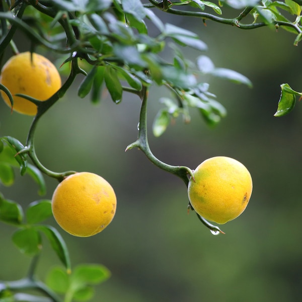 100 graines d'oranger rustiques. 100 graines fraîches d'oranger Poncirus trifoliate, Citrus trifoliata, Orange Dreiblättrige, Citronnier épineux, Dværgcitron