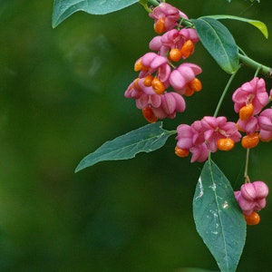 80 Spindelsamen. 80 frische Samen Euonymus europaeus/ Europäische Spindel, Pfaffenkäppchen, Fusain, kardinaalsmuts