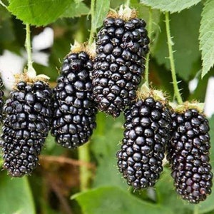100 Giant Blackberry seeds (Rubus black butte) Ronces, Braam, Vatukat, Hallonsläktet, Brombær, Ostružiník, Gervuogė, Moruq, Kupina, キイチゴ属