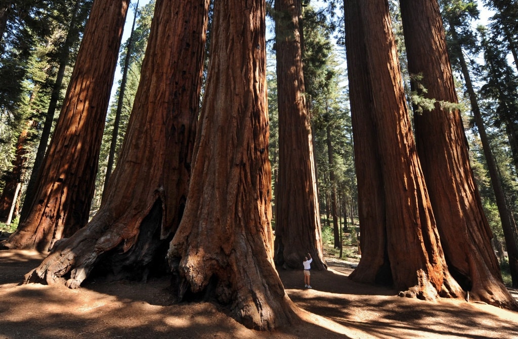 ジャイアントセコイアの種子、Sequoiadendron giganteum 50 個。レッド