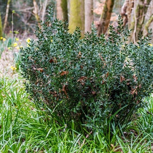 30 Butcher's broom seeds Ruscus aculeatus herb, Fragon petit-houx, Stechender Mäusedorn, ナギイカダ, Musetorn, Pikkuruskus, Gilbardeira image 8