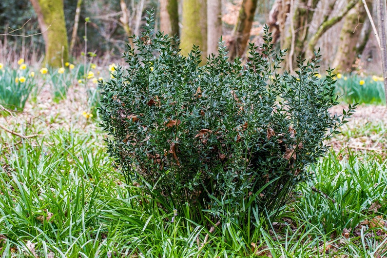 30 Butcher's broom seeds Ruscus aculeatus herb, Fragon petit-houx, Stechender Mäusedorn, ナギイカダ, Musetorn, Pikkuruskus, Gilbardeira image 8