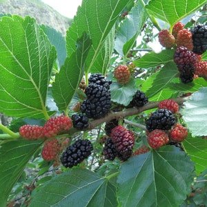 10 Black Mulberry cuttings (Morus nigra) Mûrier noir, Schwarze Maulbeere, Zwarte moerbei, Sort morbær Sort morbær Mustamulperi, Morwa Moruša