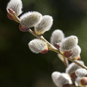 May include: Close-up of a willow branch with several fluffy, grey catkins. The catkins are clustered along the branch, with reddish-brown buds at their base. The background is a blurred, dark green.