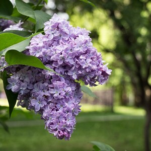 Könnte beinhalten: Ein Blütenstand mit leuchtend violetten Fliederblüten in voller Blüte, der an einem Zweig mit grünen Blättern hängt. Die Blüten sind dicht beieinander und bilden ein wunderschönes Farbenspiel.