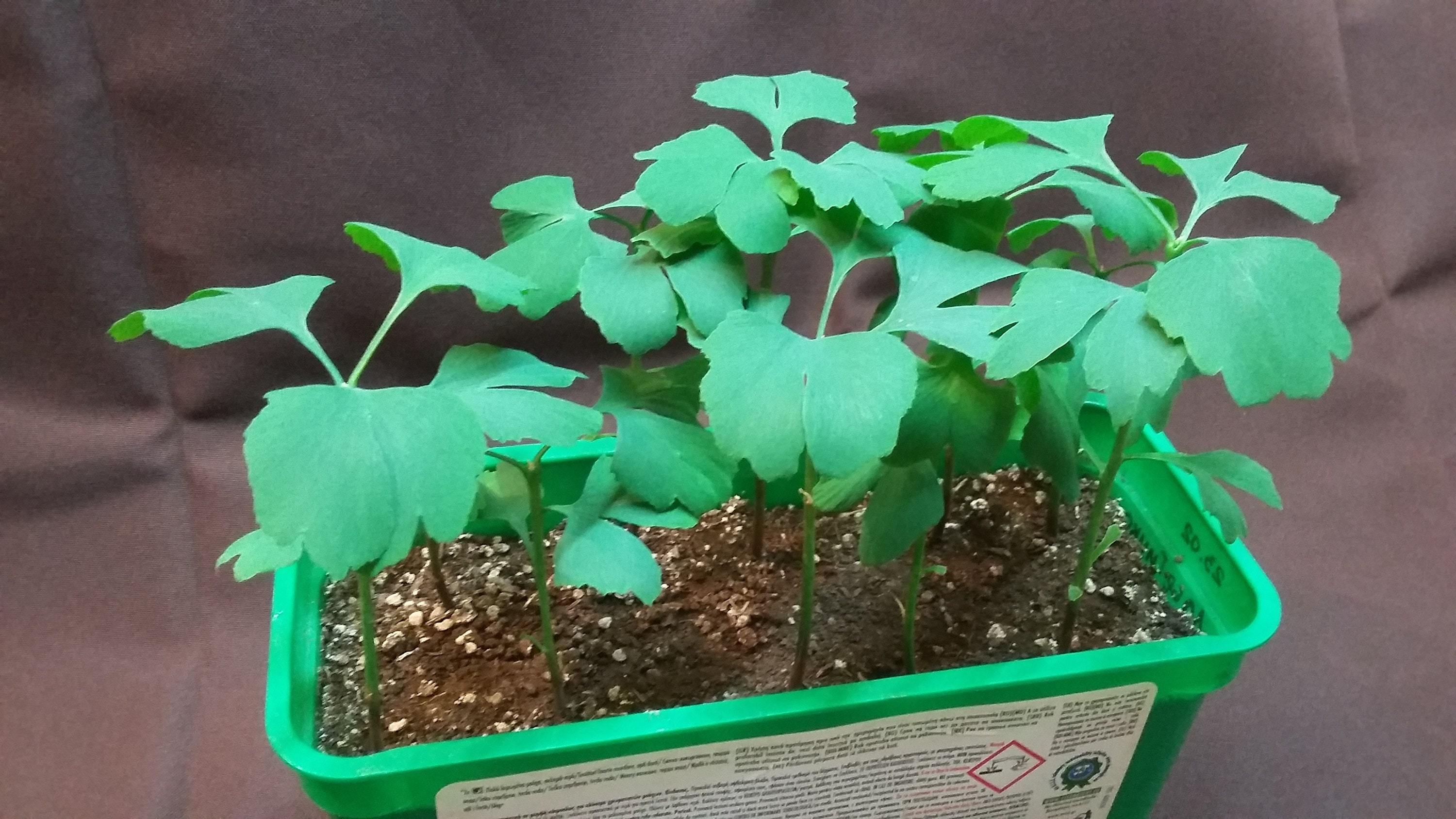 50 Ginkgo Biloba Seeds. 50 Fresh Viable Seeds Ginkgo Tree/ Etsy Canada