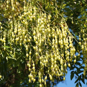 50 Pagoda tree seeds. Sophora japonica seeds /Styphnolobium japonicum, Japanische Schnurbaum, Honingboom, Honigbaum, Japaninpagodipuu, エンジュ