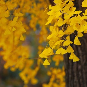 100 Ginkgo biloba seeds. 100 fresh viable seeds Ginkgo tree/ Maidenhair tree, Japanse notenboom, Arbre aux quarante écus, nogal del Japón