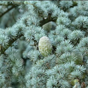 50 semillas de Cedro del Atlas Azul (Cedrus atlantica 'Glauca') Cèdre de l'Atlas, Atlas-Zeder, Atlasceder, Atlasseder, Atlassetri, Atlasinis kedras