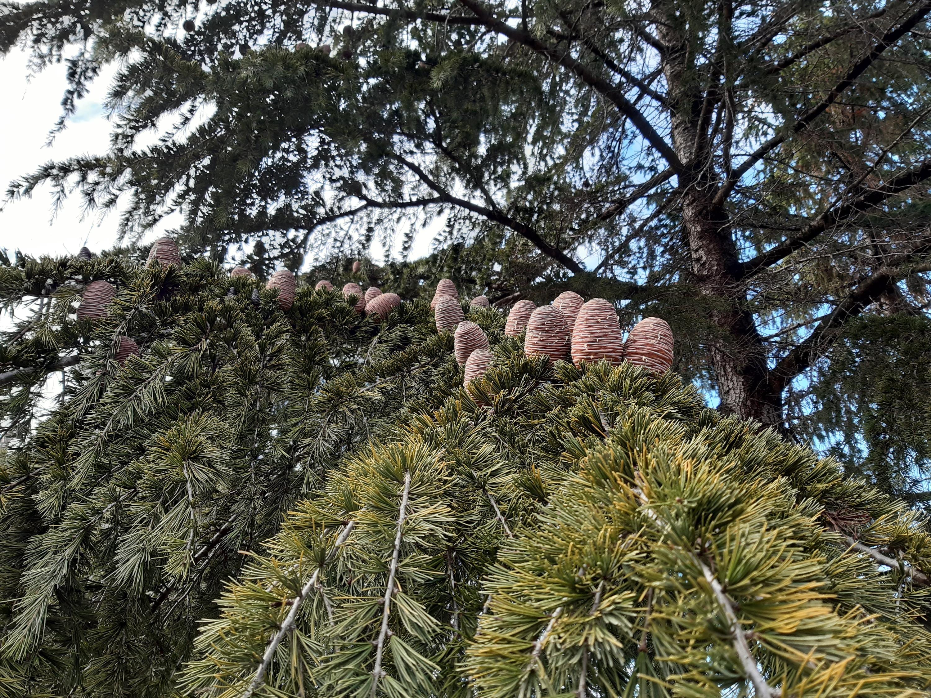ヒマラヤスギの種1000個。 1000 の生存可能な種子 Cedrus deodara