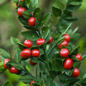 30 Butcher's broom seeds Ruscus aculeatus herb, Fragon petit-houx, Stechender Mäusedorn, ナギイカダ, Musetorn, Pikkuruskus, Gilbardeira image 10