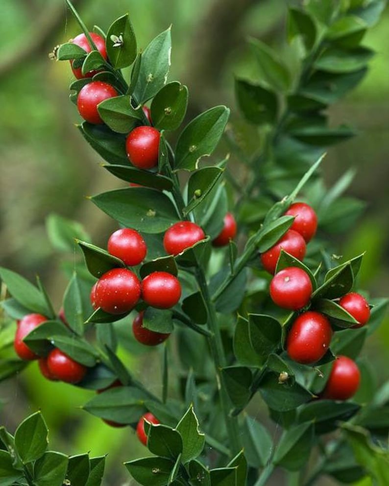 30 Butcher's broom seeds Ruscus aculeatus herb, Fragon petit-houx, Stechender Mäusedorn, ナギイカダ, Musetorn, Pikkuruskus, Gilbardeira image 10