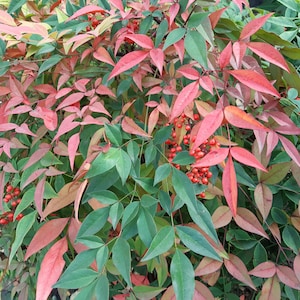 100 hemelse bamboezaden (Nandina domestica) Bambou sacré, Himmelsbambus, Bambú sagrado, nebeski bambus, Nandina domácí, samoviy bambuk