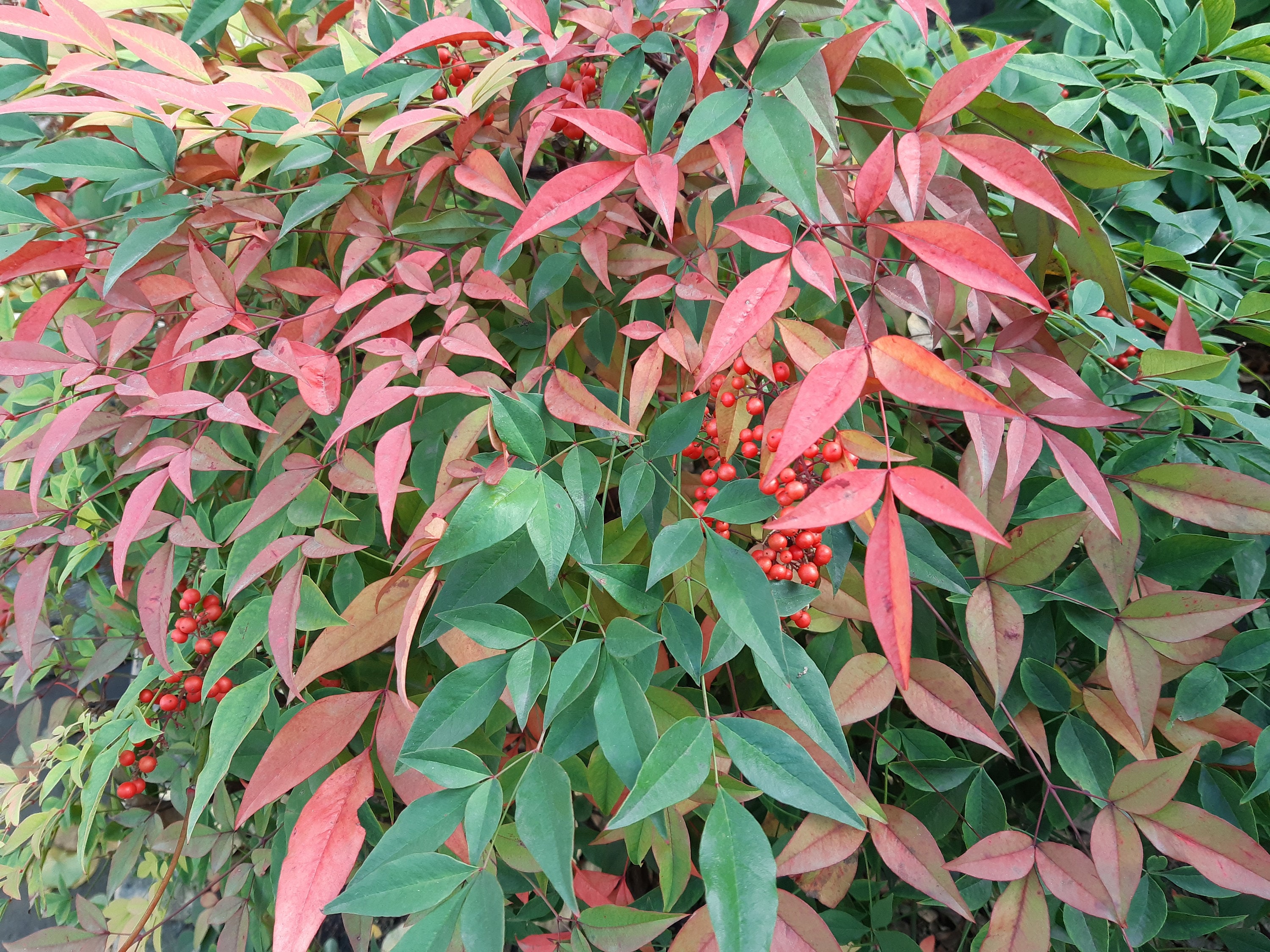 100 graines de bambou céleste (Nandina domestica) Bambou sacré, Himmelsbambus, Bambú sagrado, nebeski bambus, Nandina domácí, samoviy bambuk