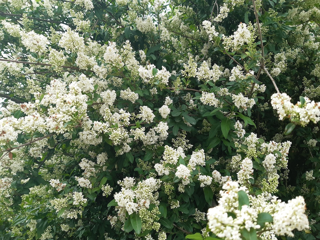 50 European Privet Seeds (ligustrum Vulgare) Trone Commun, Gewhnlicher  Liguster, Aitalikusteri, Privie Hedge, Lemn Cinesc, Navadna Kalina - Etsy  Israel