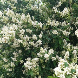 Puede incluir: Un arbusto con flores blancas en plena floración. Las flores son pequeñas y se agrupan, creando una masa blanca densa. Las hojas son verdes y proporcionan un fondo contrastante a las flores.