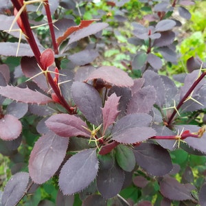 50 Berberis vulgaris seeds. Épine-vinette, Zuurbes, Berberitzen, Ruostehappomarja, Raugerškiai, Bārbele, žutika, Dracilă, Berberys, セイヨウメギ image 6