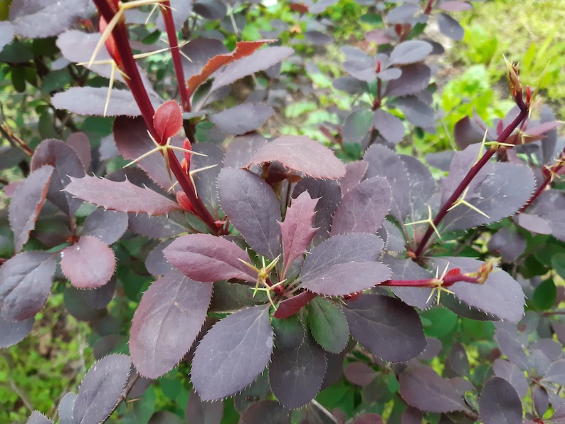 50 Berberis vulgaris seeds. Épine-vinette, Zuurbes, Berberitzen, Ruostehappomarja, Raugerškiai, Bārbele, žutika, Dracilă, Berberys, セイヨウメギ image 6