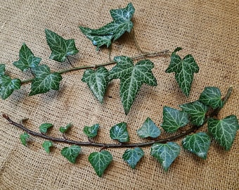 Gemeiner Efeu - 20 Frische Samen - Hedera Helix - Etsy.de
