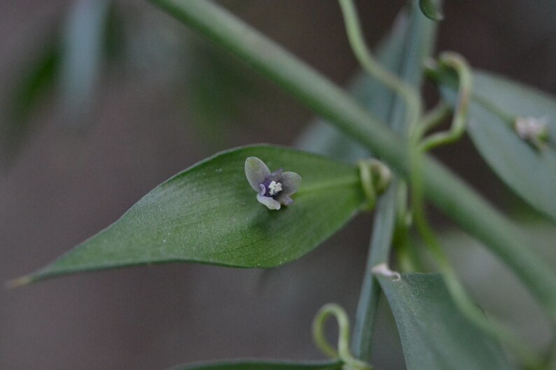 30 Butcher's broom seeds Ruscus aculeatus herb, Fragon petit-houx, Stechender Mäusedorn, ナギイカダ, Musetorn, Pikkuruskus, Gilbardeira image 7