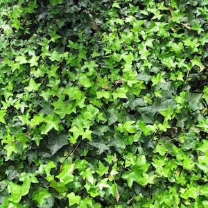 100 English ivy seeds Hedera helix Klimop, Lierre grimpant, Gemeiner Efeu, Hiedra común, Gebenė lipikė, Bršljan, Vedbend, Murgröna, eføy image 1