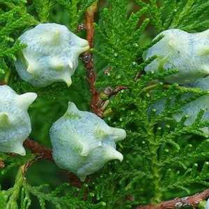 100 Chinese arborvitae seeds. 100 fresh viable seeds Platycladus orientalis, Large pack seeds Chinese thuja/ Oriental arborvitae/ Biota