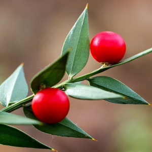 30 Butcher&#39;s broom seeds (Ruscus aculeatus) herb, Fragon petit-houx, Stechender Mäusedorn, ナギイカダ, Musetorn, Pikkuruskus, Gilbardeira