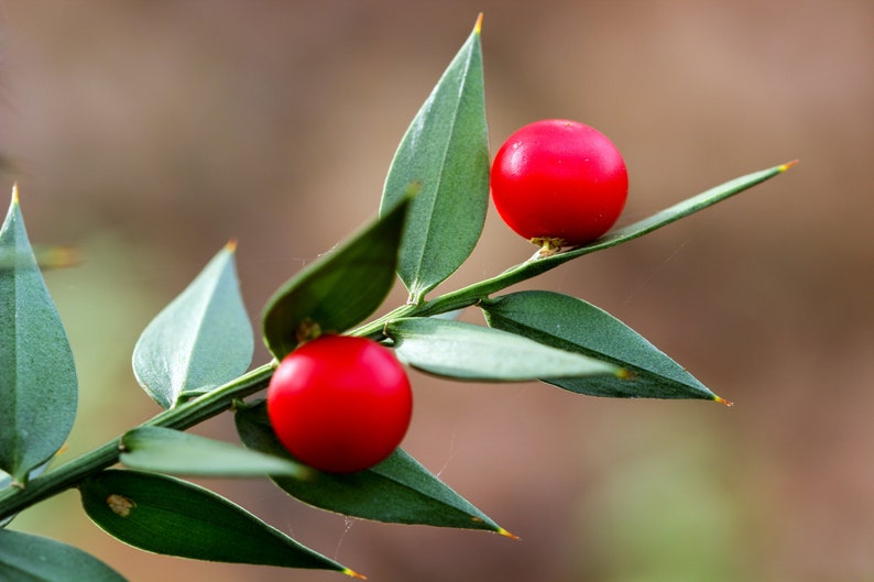 30 Butcher's broom seeds Ruscus aculeatus herb, Fragon petit-houx, Stechender Mäusedorn, ナギイカダ, Musetorn, Pikkuruskus, Gilbardeira image 1