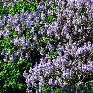 500+ Paulownia Tomentosa Seeds. Paulownien, Kejsertræ, Paulovnia ...