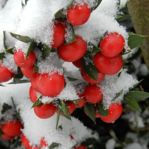 30 Butcher's broom seeds Ruscus aculeatus herb, Fragon petit-houx, Stechender Mäusedorn, ナギイカダ, Musetorn, Pikkuruskus, Gilbardeira image 3