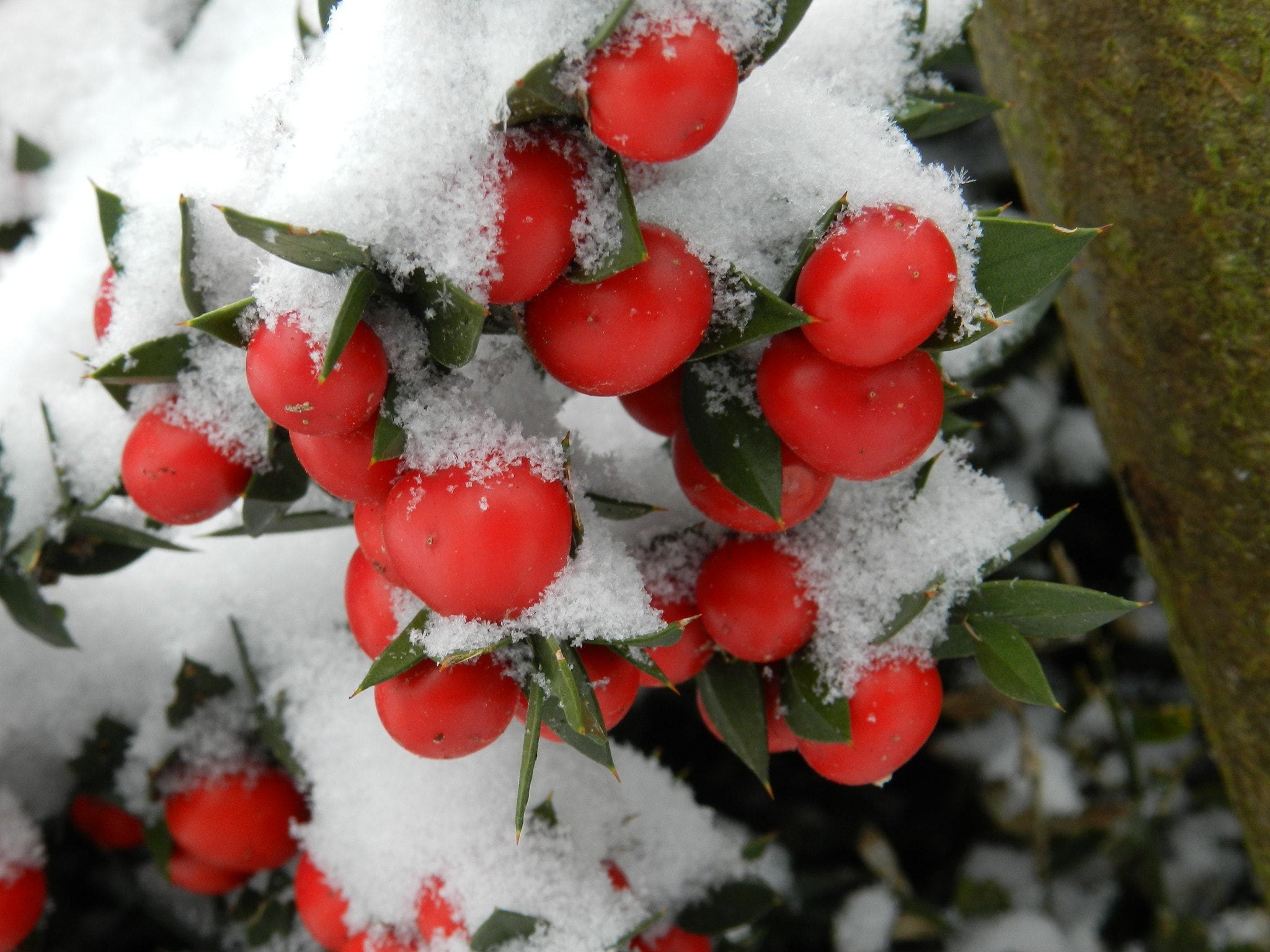 Come Curare La Pianta Di Pungitopo | Leroy Merlin - Foto 8