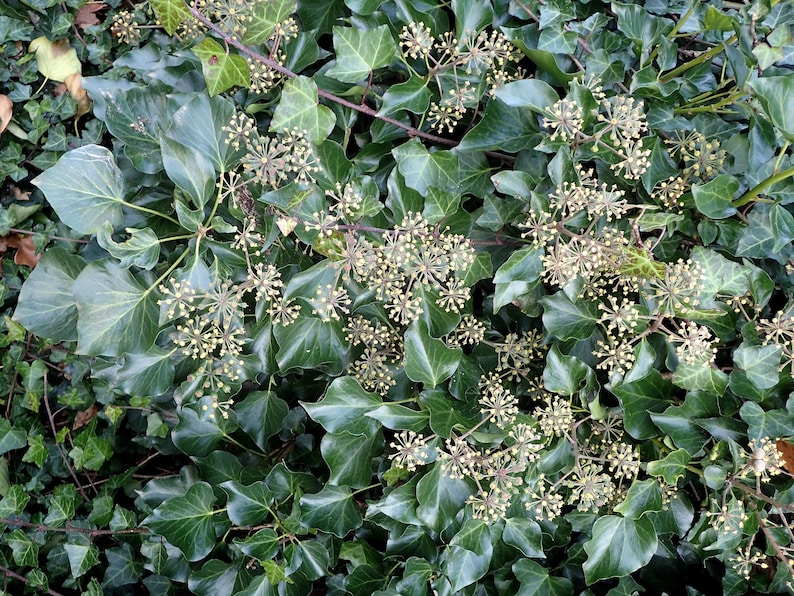 100 English ivy seeds Hedera helix Klimop, Lierre grimpant, Gemeiner Efeu, Hiedra común, Gebenė lipikė, Bršljan, Vedbend, Murgröna, eføy image 7