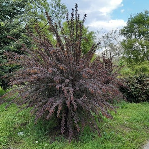 50 Berberis vulgaris seeds. Épine-vinette, Zuurbes, Berberitzen, Ruostehappomarja, Raugerškiai, Bārbele, žutika, Dracilă, Berberys, セイヨウメギ image 5